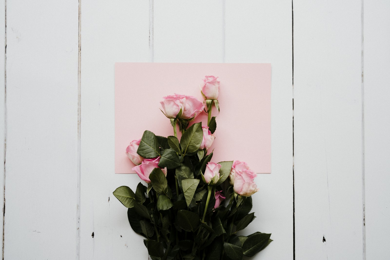 Roses Bourbon