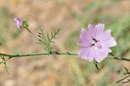 Malva Sylvestris