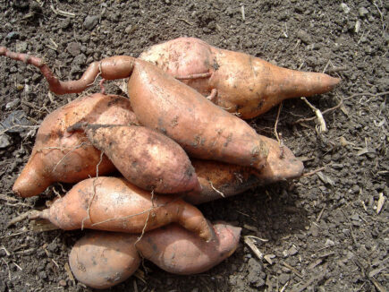 Sweet Potatoes