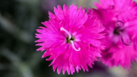 Leia mais sobre o artigo Como Plantar, Cultivar e Cuidar do Dianthus ‘Firewitch’