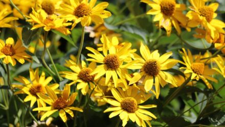 Leia mais sobre o artigo Como Plantar, Cultivar e Cuidar da Heliopsis ‘Tuscan Sun’ em Português