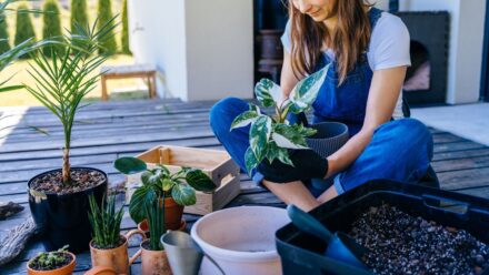 Leia mais sobre o artigo Faça Estas 5 Etapas Essenciais Antes de Levar Suas Plantas para Fora na Temporada