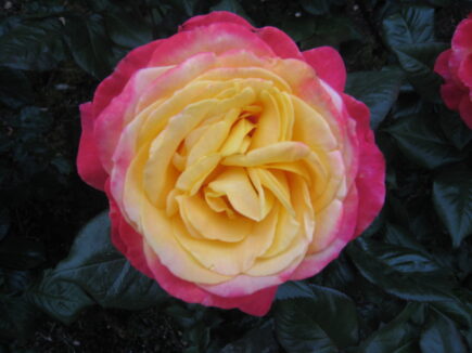 portland rose