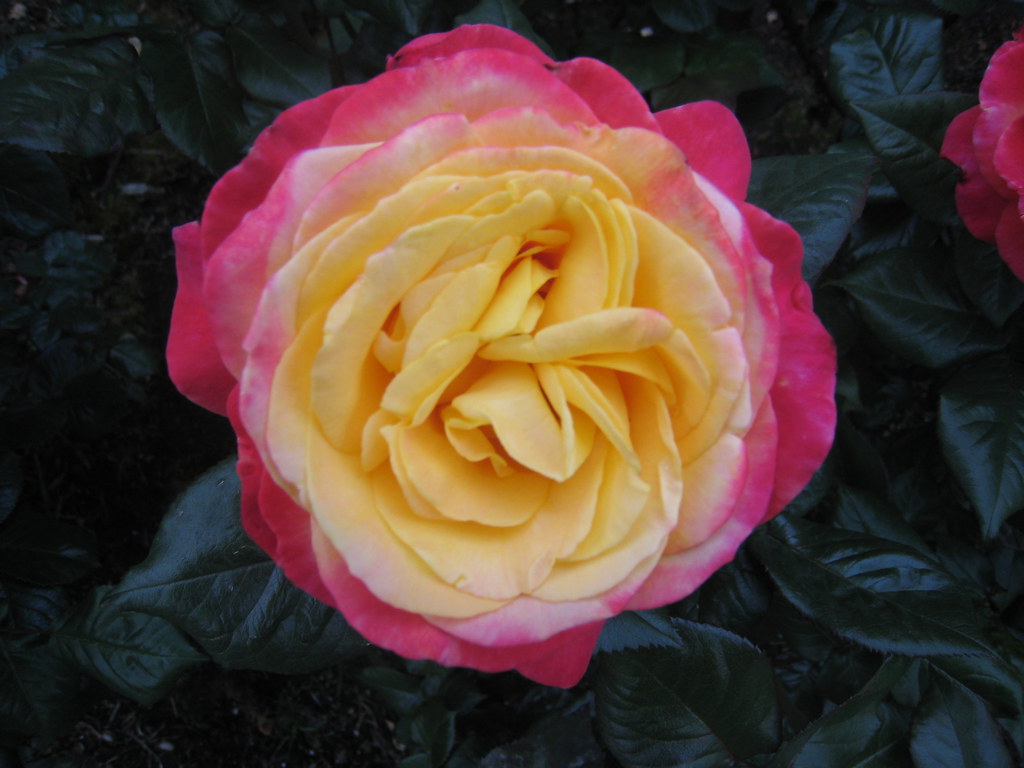 portland rose