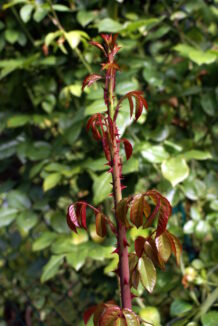 Rose Rosette Disease