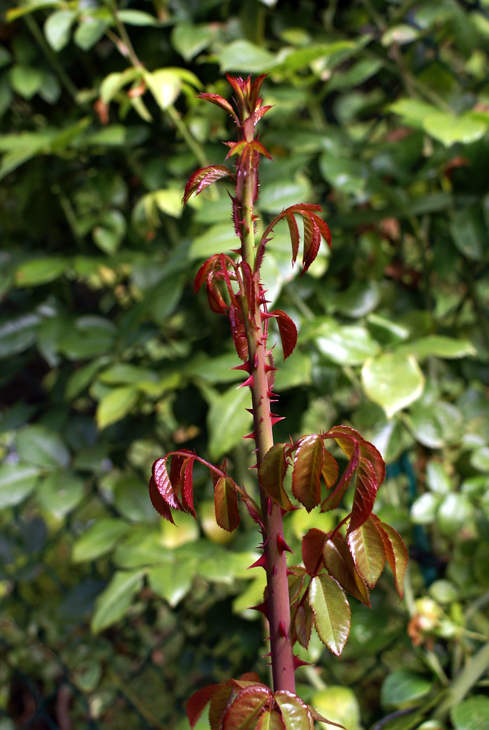 Rose Rosette Disease