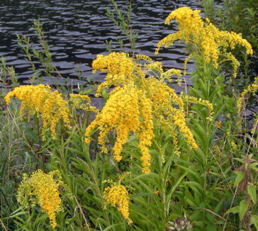 Solidago