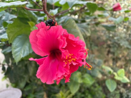 pink beetle