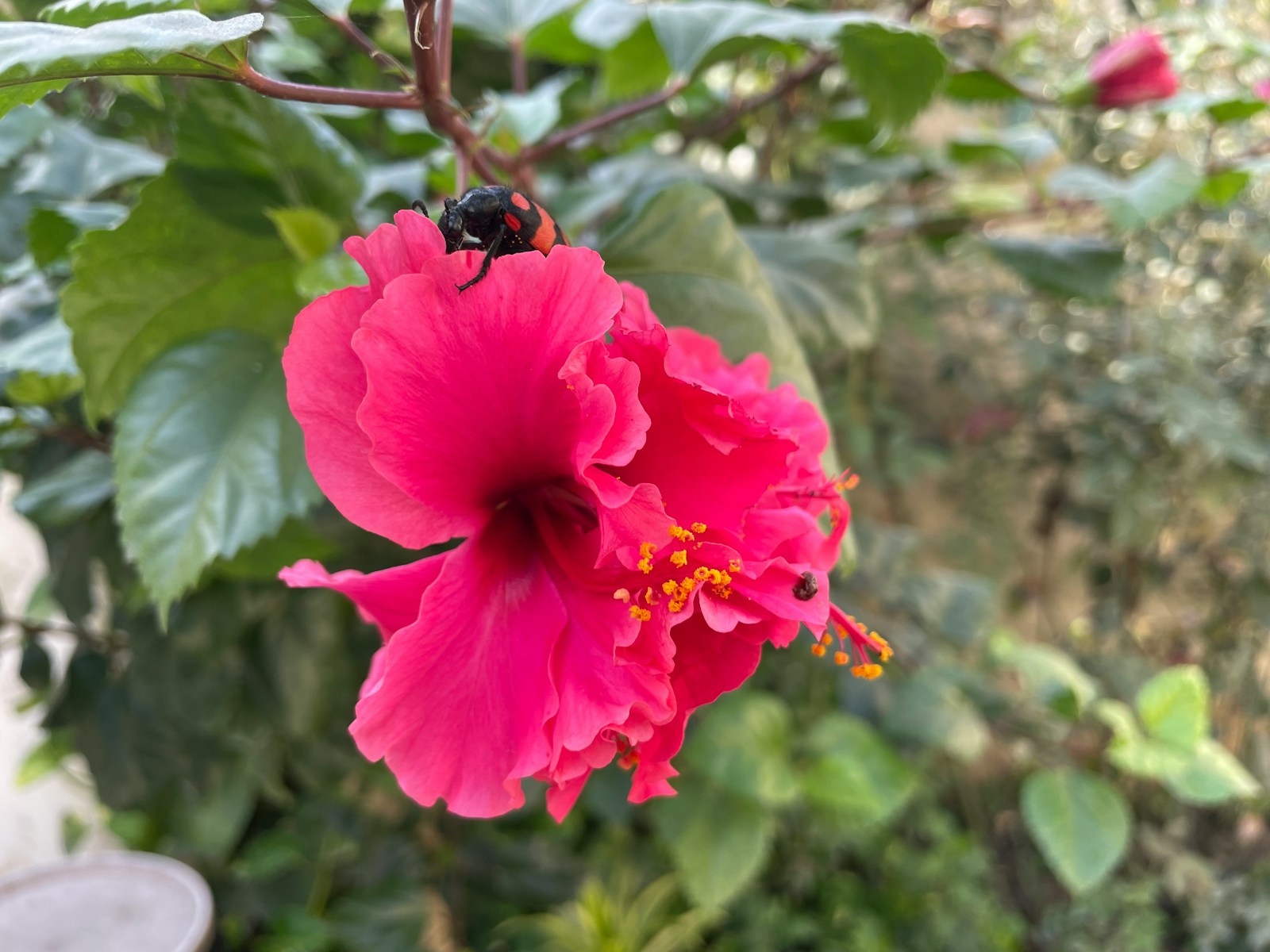 pink beetle