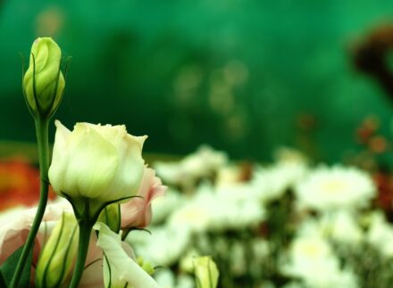 green roses