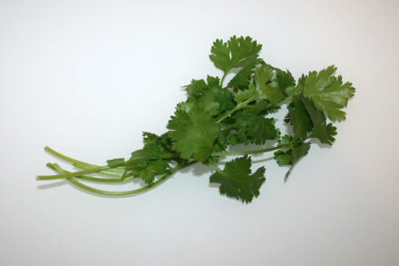 coriander