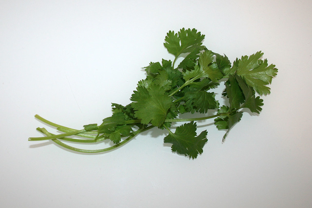 coriander