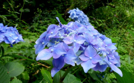 hortensia