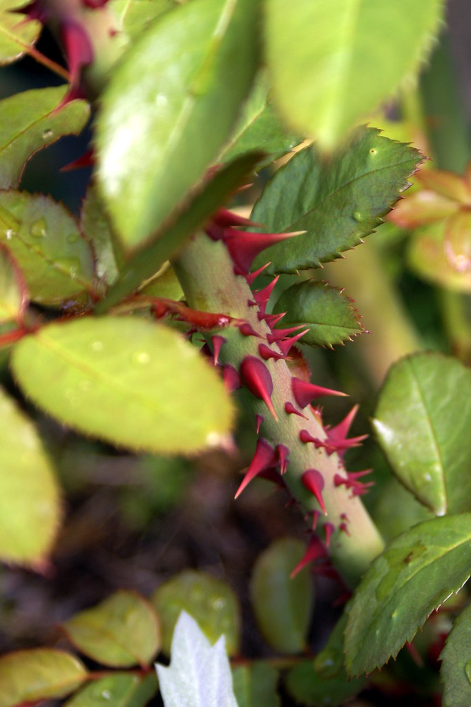 Rose Rosette Disease