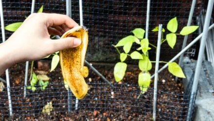 Leia mais sobre o artigo Os Cascos de Banana São Bons para o Jardim?