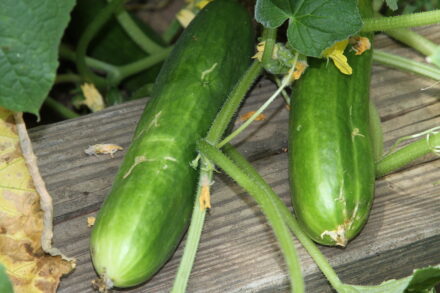 Cucumbers