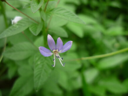 cleome