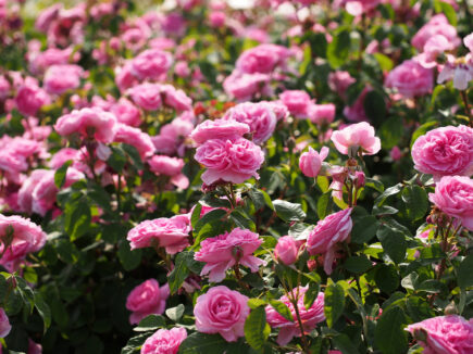 Gertrude Jekyll