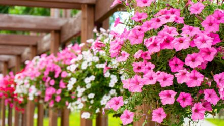 Leia mais sobre o artigo 9 Plantas de Petúnia Cascata para Vasos e Recipientes