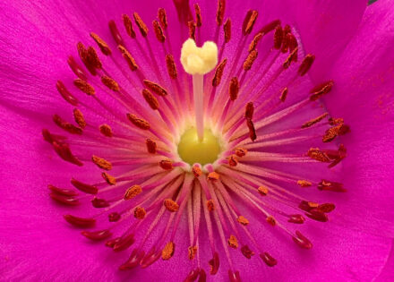 Purslane