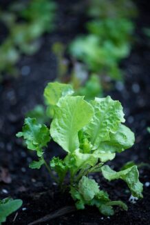 lettuce