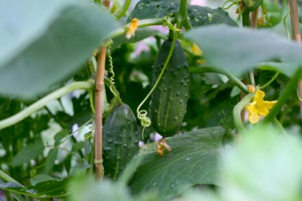 Cucumbers
