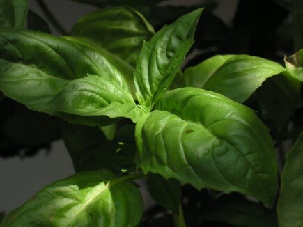 Basil 
