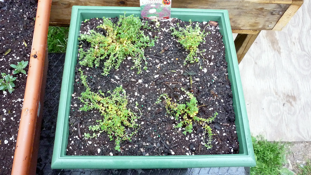 creeping thyme