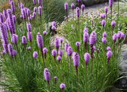 Liatris