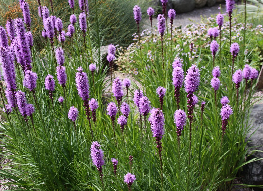 Liatris