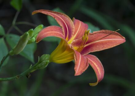 Hemerocallis