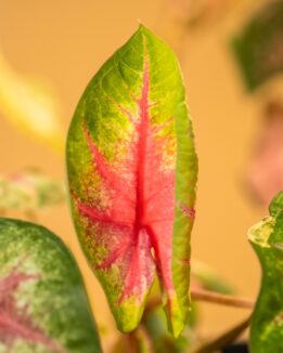 Caladiums