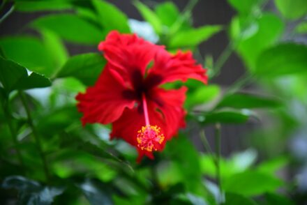 Hibiscus rosa-sinensis