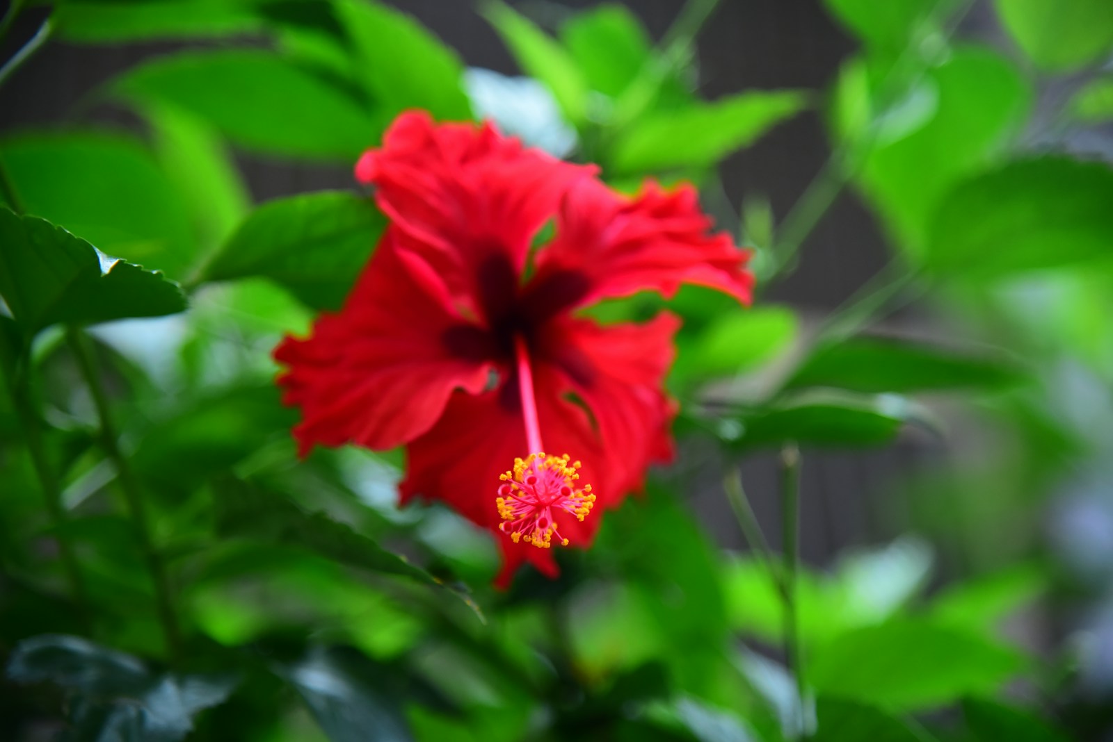 Hibiscus rosa-sinensis