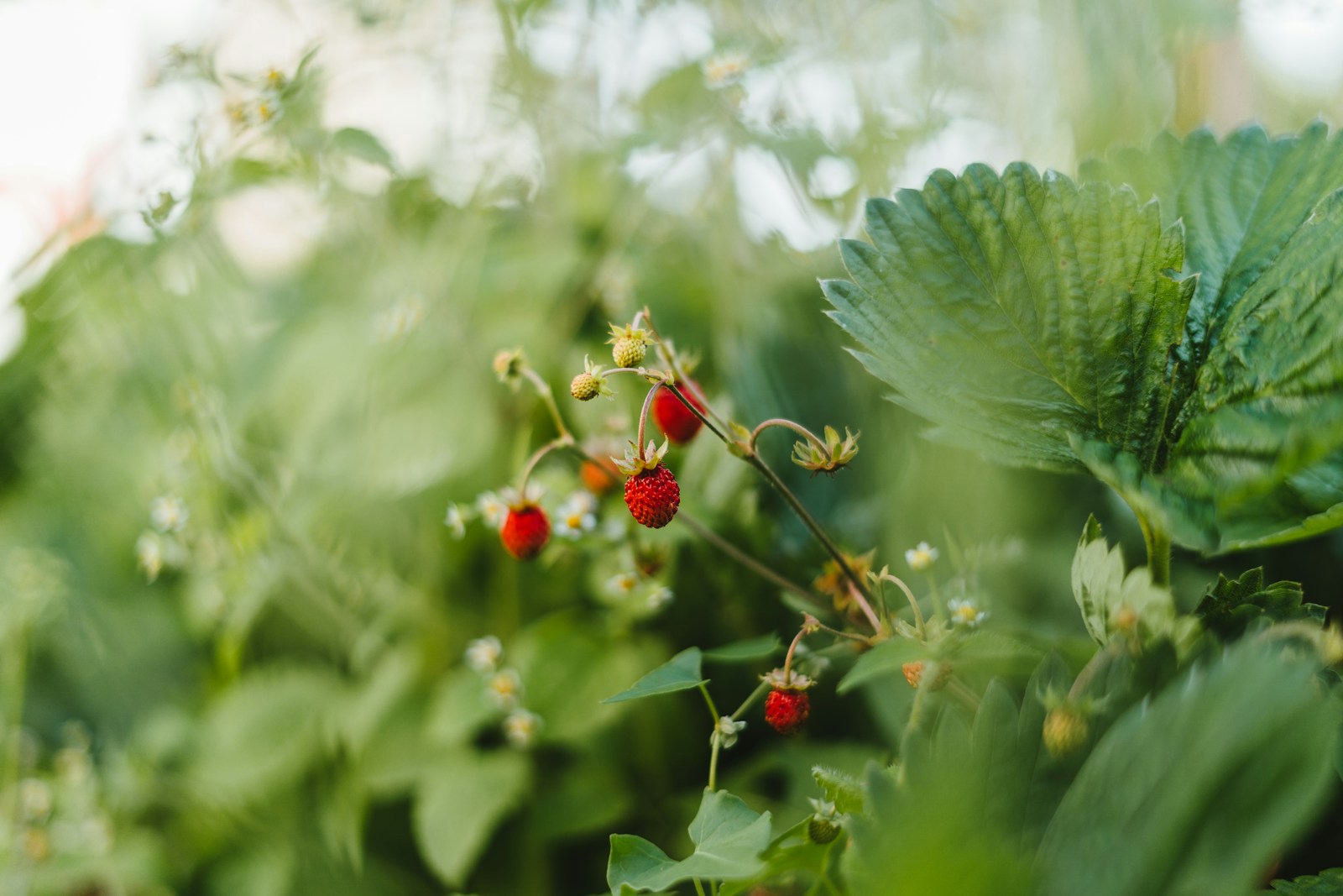 strawberry