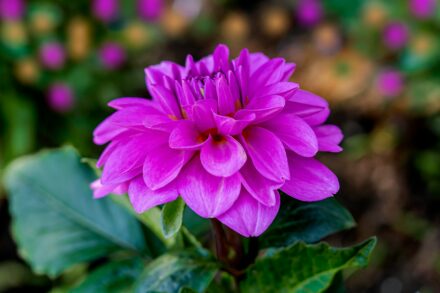 Fúcsia ‘Marinka’
