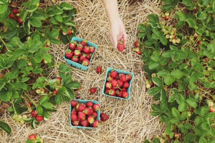 strawberry