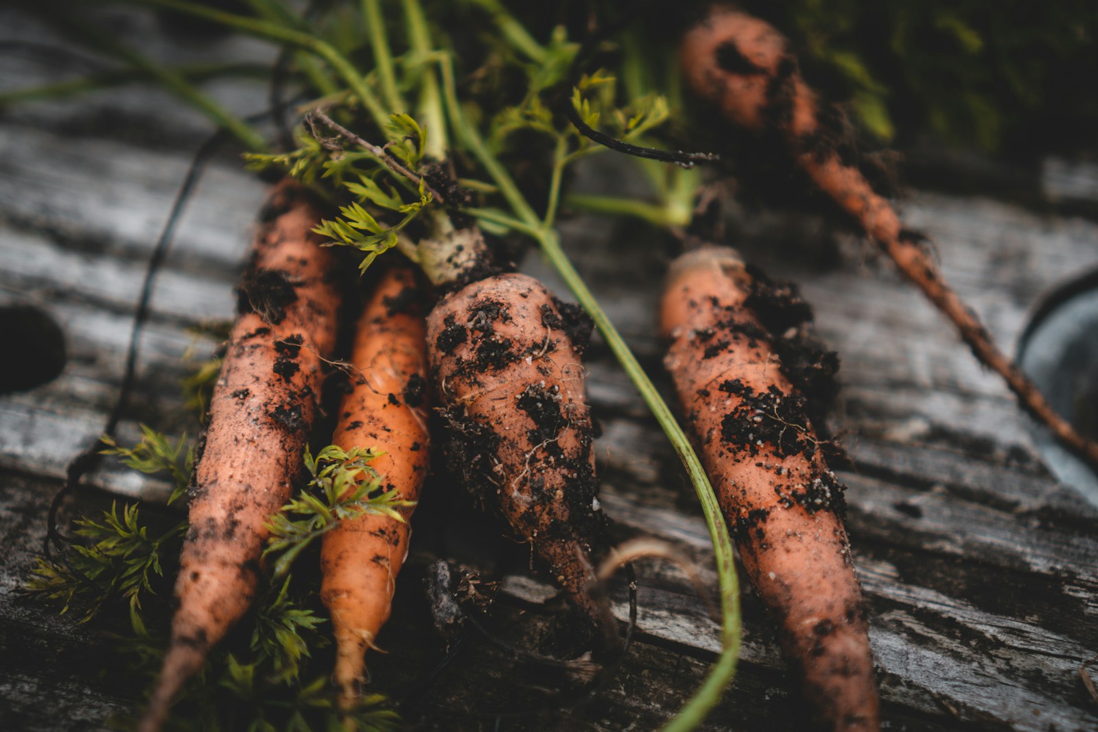 carrott