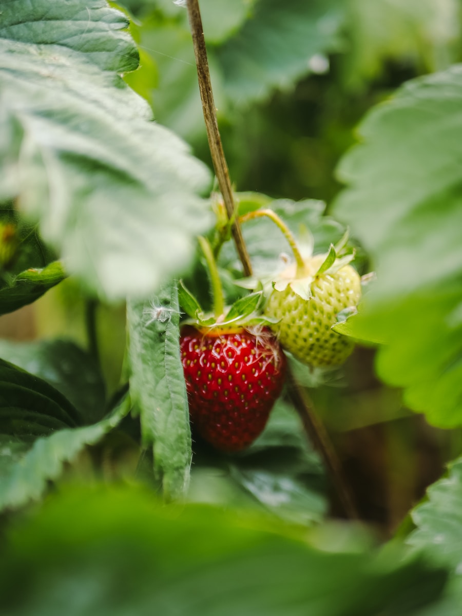 strawberry garden