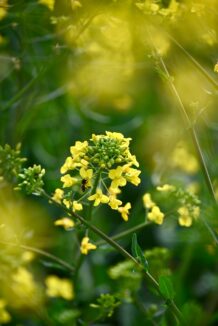 Brassica juncea