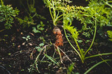 carrott