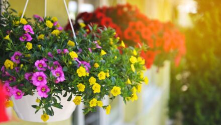Leia mais sobre o artigo 11 Flores para Cestas Suspensas que Duram Mais Tempo