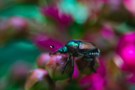 pink beetle