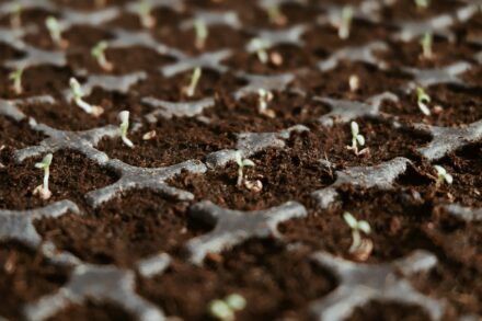 soil