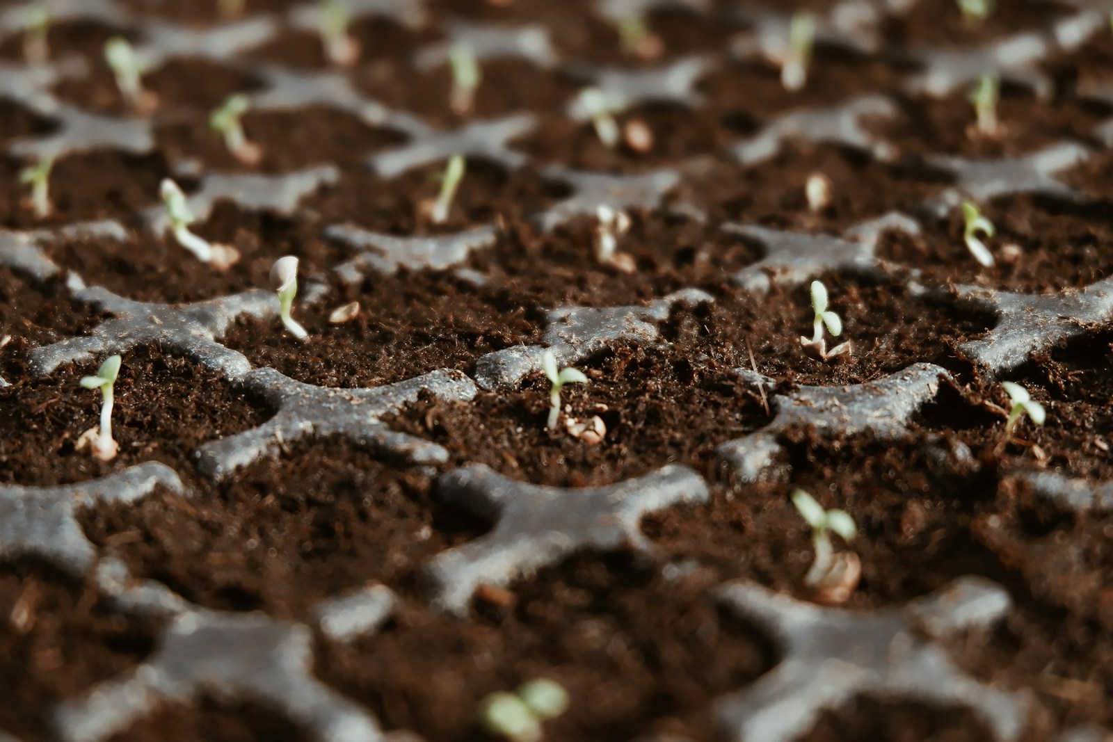 soil