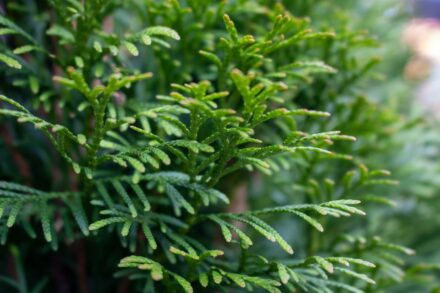 Arborvitae