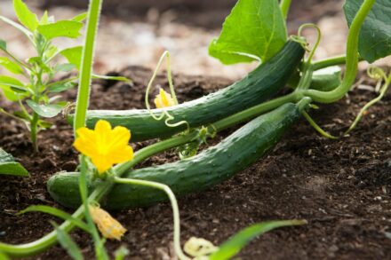 cucumber