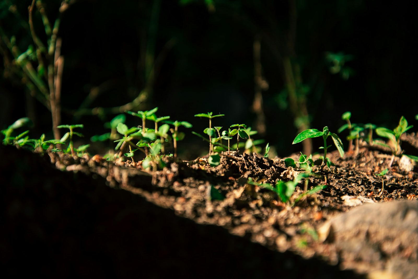 soil