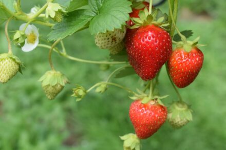 strawberry garden