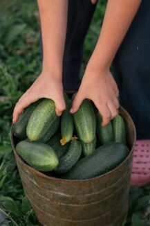cucumber